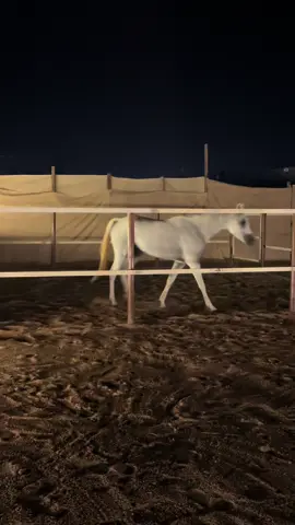 #ي_عين_حر #اكسبلور #طلعوهه_آكسبلور #طلعوه #خيل_وخياله🐎 #خيل_عربي_اصيل #مخيم_سمره #مخيمات_تبوك #شتاء 