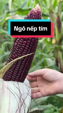 Lần đầu trồng ngô nếp tím và ăn xem thế nào #thaonguyenfarmer #LearnOnTikTok #ancungtiktok #dcgr 