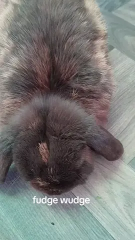 my bunny wunny