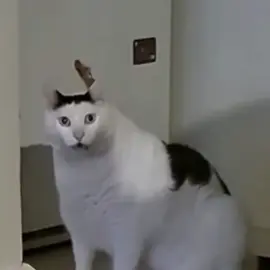 Huh? Boom! #foryou #cat #boom #meme #2023 #fyp
