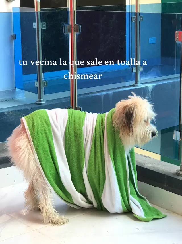#dogsoftiktok #vecinacuenteee #chisme 