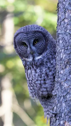 Great Grey Owl tucked up against a tree scanning the  forest floor for his next meal #greatgreyowl #sonyalpha #foryou #canada #wildlifevideography #owl #owlsoftiktok #nature #animalencounters #canadawildlife 