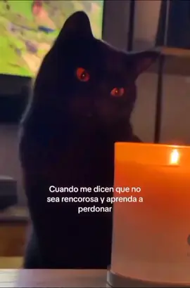 Cuando me dicen que no sea rencorosa y aprenda a perdonar. #😂😂😂 #gatitareacciona #animalesgraciosos #humorrisa #cute #Love #ilike #parati #lomasviral #viralvideos #parati #realviral #thegoodfather #yalmaltiempobuenacara #andtobadweatheragoodface 