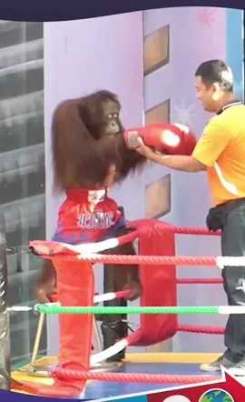 #funny #monkey #boxing #entertainment #thailand #foryou #foryoupage #capcut #fyp #fypシ 