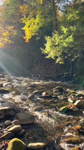 🌊🌿🪨deep in my roots i am all water -ayesha fayyaz #watersounds #falltime #fallseason🍂 #cottagecore #naturecore #natureza #fypシ #cottagecoreaesthetic #naturaleza #cottagecorevibes #whimsical #river #peaceful #naturetiktok #nature #onewithnature #grounding 