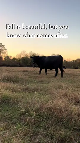 #iykyk #cattle#farm#wintersucks#hay#mud