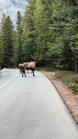 Banff Alberta Elk Crossing #banff #wildlife #elk 