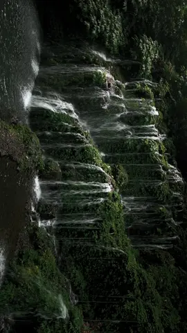 into the jungle deep.. #nature #forest #jungle #calm #natureaesthetic #CapCut 