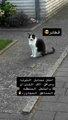 #اكسبلورexplore #قطلر_الي_بيحرق_٥٠٠الف_فأر #ترند_جديد 
