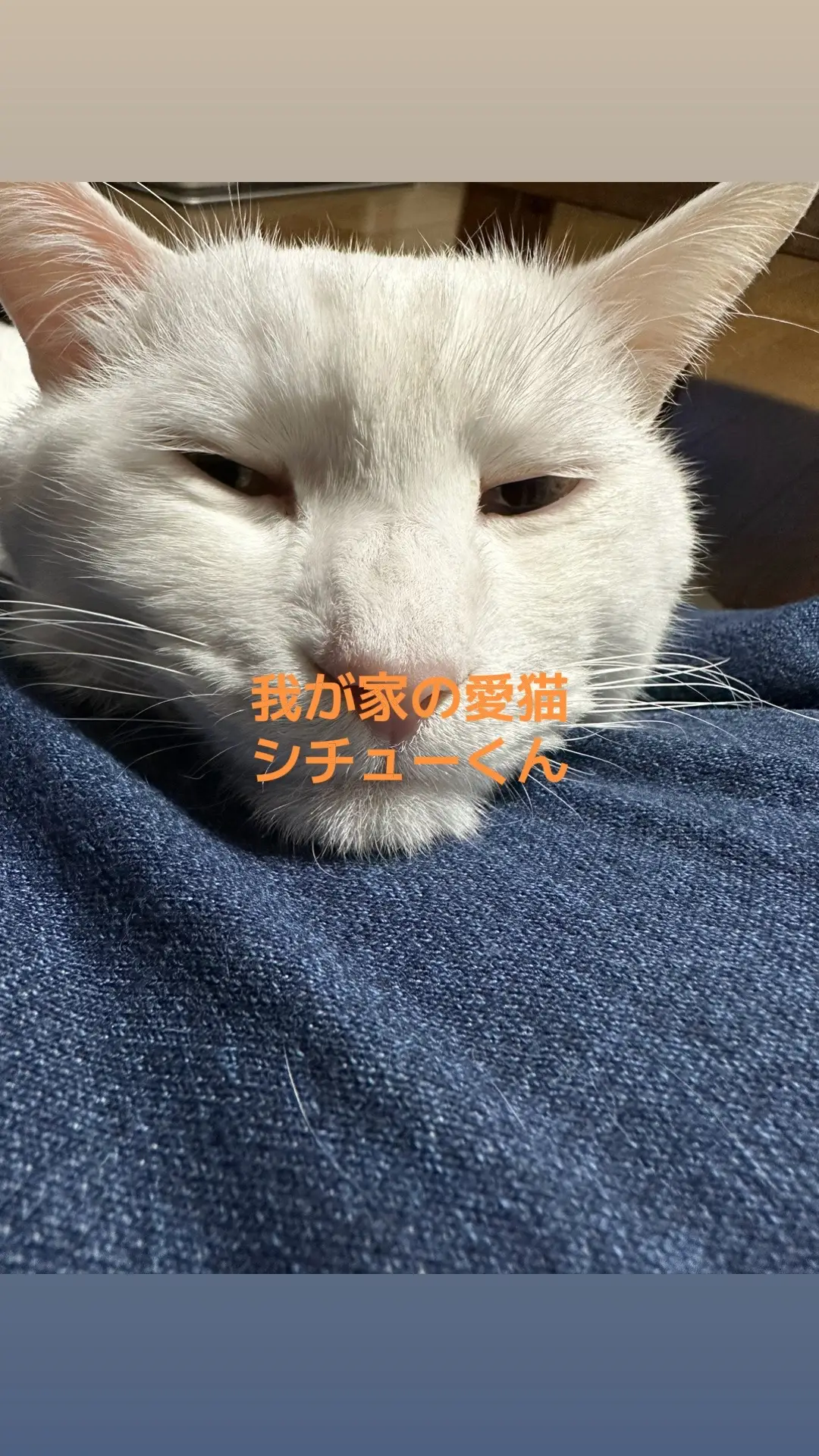 オッドアイ白猫シチューくん　#cat #猫 