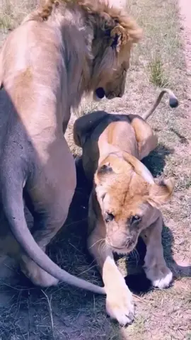 Lioness ready to mate with lion  #lioness #lion #lionvslioness #lionhunt #wildanimalsafari #wildlifeofindia #wildlifeowners #wildlifephotos #wildlifeprotection #discovery #discoverearth #lionvslioness #wildlifephotos #_R