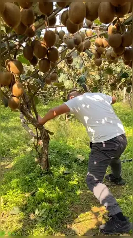 OMG😱✨skill？✨🔥#usa #asmr #uk #fruit #foryou #fyp 
