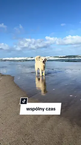 wspolny czas jest najważniejszy 🩵 #goldenretrieverlife #goldenretriever #pieseknadmorzem 