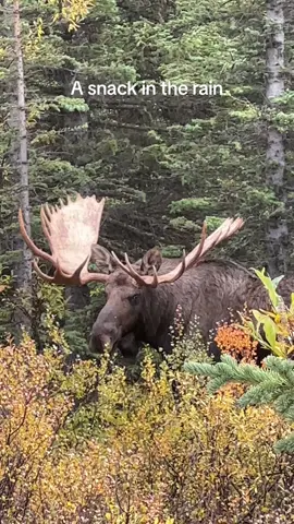 A large Alaskan bull moose munching away on the rain. #fyp #foryou #foryoupage #video #photography #outside #Outdoors #wildlifephotography #wildlife #nature #adventure #alaska #bullmoose #moose 