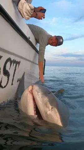 13ft Tiger released off Hilton Head, SC yesterday. Biggest one of the season. More shots on my Instagram page.  #sharks #fishing #tigershark #sharktok #sharkweek #viral #ocean #animals 