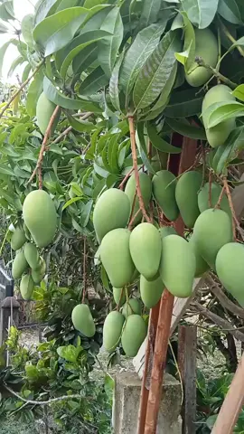 hasil pemupukan pupuk Besfarm slow release pada pohon Mangga #viralid #pupukbesfarmslowrelease #ecofotosintesa #ecofarming #foryoupage #fypシ #fypシ゚viral 