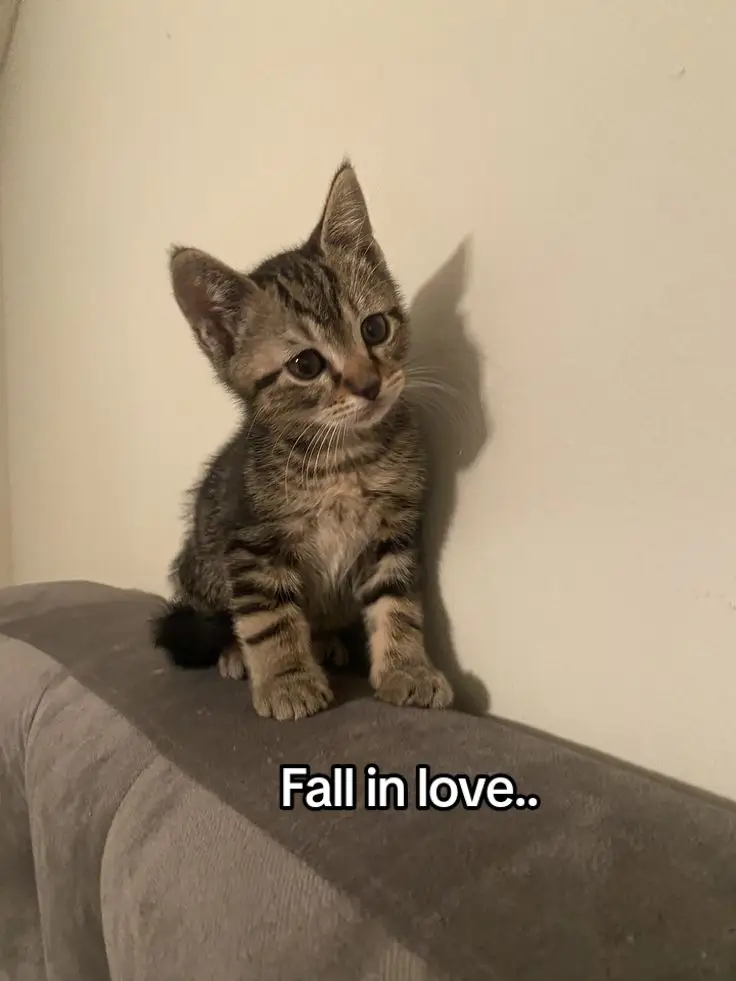 fall in love 💋#judebellingham #zaybellingham #aflorexx #fyp #foryoupage #viral #tiktok #footballer #zay #4upage #judebellingham #bellingham #jude #kitten #cat #fallinlove #realmadrid #halamadrid #madridista #football #jude #trending #viral #dontletthisflop 