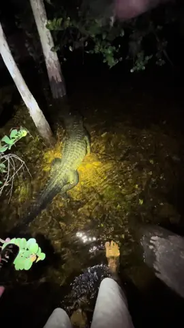 Asking my Everglades friends where the 20 foot python is hiding. #fyp #foryou#foryoupage#everglades#wild#wildlife#explore#yoink#snake#python#forest#professional#conservation#gecko#lizard#alligator#crocodile#night#animalsoftiktok#swamp#night#reptiles