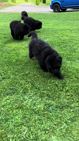 Too cute not to post 🥰 #foryoupage #newf #puppylove #puppy #foryou #trending #cute #newfoundlanddog #routine #fyp #adorable 