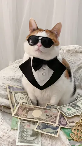 Boss Cat 👉🏻 #linkinbio #catsoftiktok #halloween #halloweencostume 