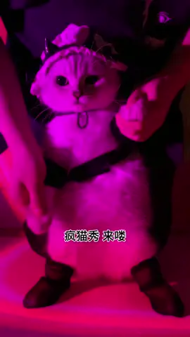 #cat #cute 
