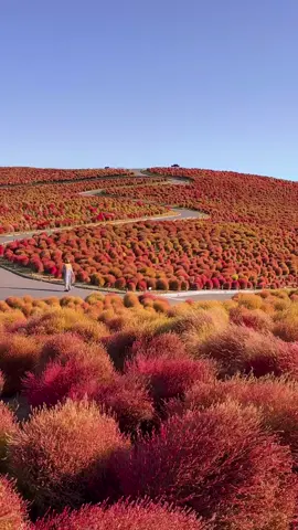 Autumn vides in Japan. The red kochia at #HitachiseasidePark , is at its best again this year! The nearest station is only 90 minutes from #Tokyo main Station by train! 茨城県 #国営ひたち海浜公園 のコキアが今年も見頃を迎えています🍁 📷 Oct 2023 📍国営ひたち海浜公園 / 茨城県　  📍Hitachi Seaside Park / Ibaraki Japan ©︎shiho_zekkei 
