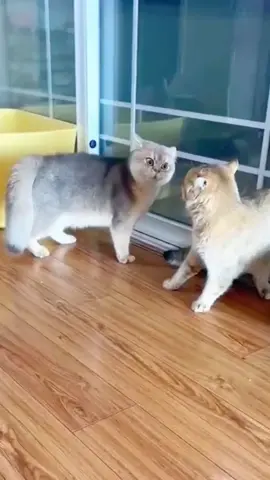 Two angry cats.#foryou #pets #Penalty #Animals #catsoftiktok 