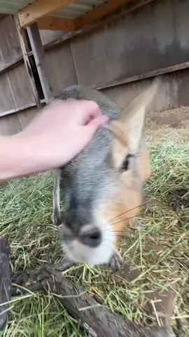 What are Amara and Roger? They are Patagonian maras, aka crazy babies! #animals #farm #farmlife #critters #exoticpets PS my dad does like Red, hes just being silly heehee 🦃 OR DOES HE? 