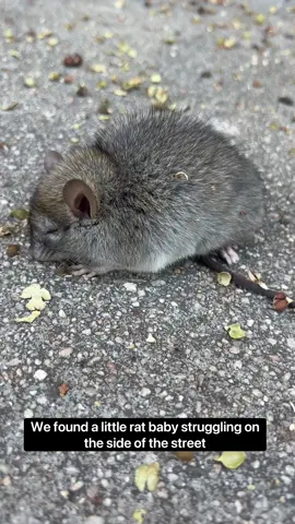 Remys story. Dont use rat poision please :(