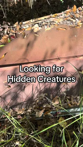 I went looking for snakes and found some awesome hidden creatures! #snake #fyp #creature 