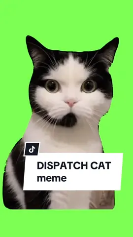 #CapCut DISPATCH CAT meme. #greenscreentemplate #fyp #viral  #meme  #fypcapcut🔥🔥🔥 