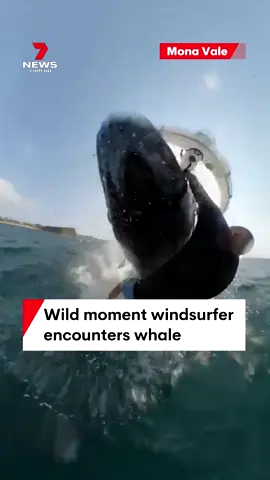 A Sydney windsurfer has re-lived the moment he came face to face with a whale off the northern beaches. #whale #windfoiling #MonaVale #7NEWS