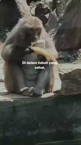 #capek #monyetlucu #monyet #monyetlokal #hiburan #katakata #lucu_ngakak #lucu #ketawa #ngakakkocak #perut #kuat #semangat 