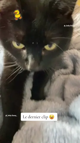 Le dernier clip 😂😂 #chat #chien #drôle #pourtoi #animaux #mignon 