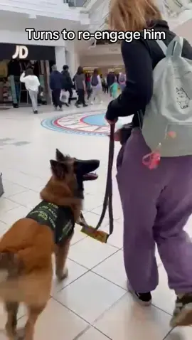 Training my puppy in a pet friendly shopping centre! #tervueren #belgianshepherd #belgiantervuren #tervuren #puppytraining #puppysocialization #dogsoftiktok #adit #puppyprospect #assistancedogintraining #petfriendly #tervurenpuppy #sdit #servicedog 