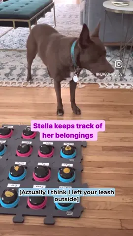 Leash Where? Pretty sure Stella just tricked me into going out again 😅 When we got back from a walk, I left Max’s stroller and Stella’s leash outside. After a couple of minutes inside, Stella asked “Leash where?” When I took her outside to get her leash, she ran out into the yard and started playing.  It cracks me up how Stella thinks of unique ways to get where she wants to go! #hunger4words #interspeciescommunication #talkingdog #talkingdogbuttons #aic #dogsofinstagram #australiancattledog