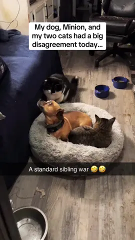 The black and white cat was just there for the ride 🤣🤣🤣 #Pubity (Nate Petroski via @ViralHog)