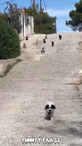 The end #😂😂😂 #funnymoments #funny #viral #fails #fy #animals #cat #dog #failscompilation 