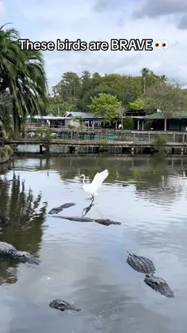 The birds at GatorLand are clearly besties with all the gators 😂 #gatorland @gatorland_orlando #floridacheck #fyp #alligators #scary #brave #nofear 