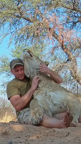 Cuddly afternoon with Sirga 🐾👣 Lions are social cats, so close contact with their pride members is important to establish and strengthen bonds. 