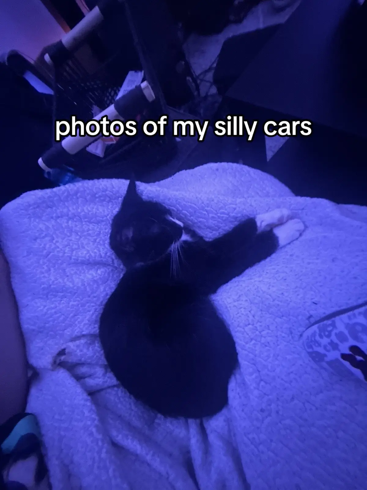 i wish cars were real #cats #catsoftiktok #kittens #pets #funny #animals 