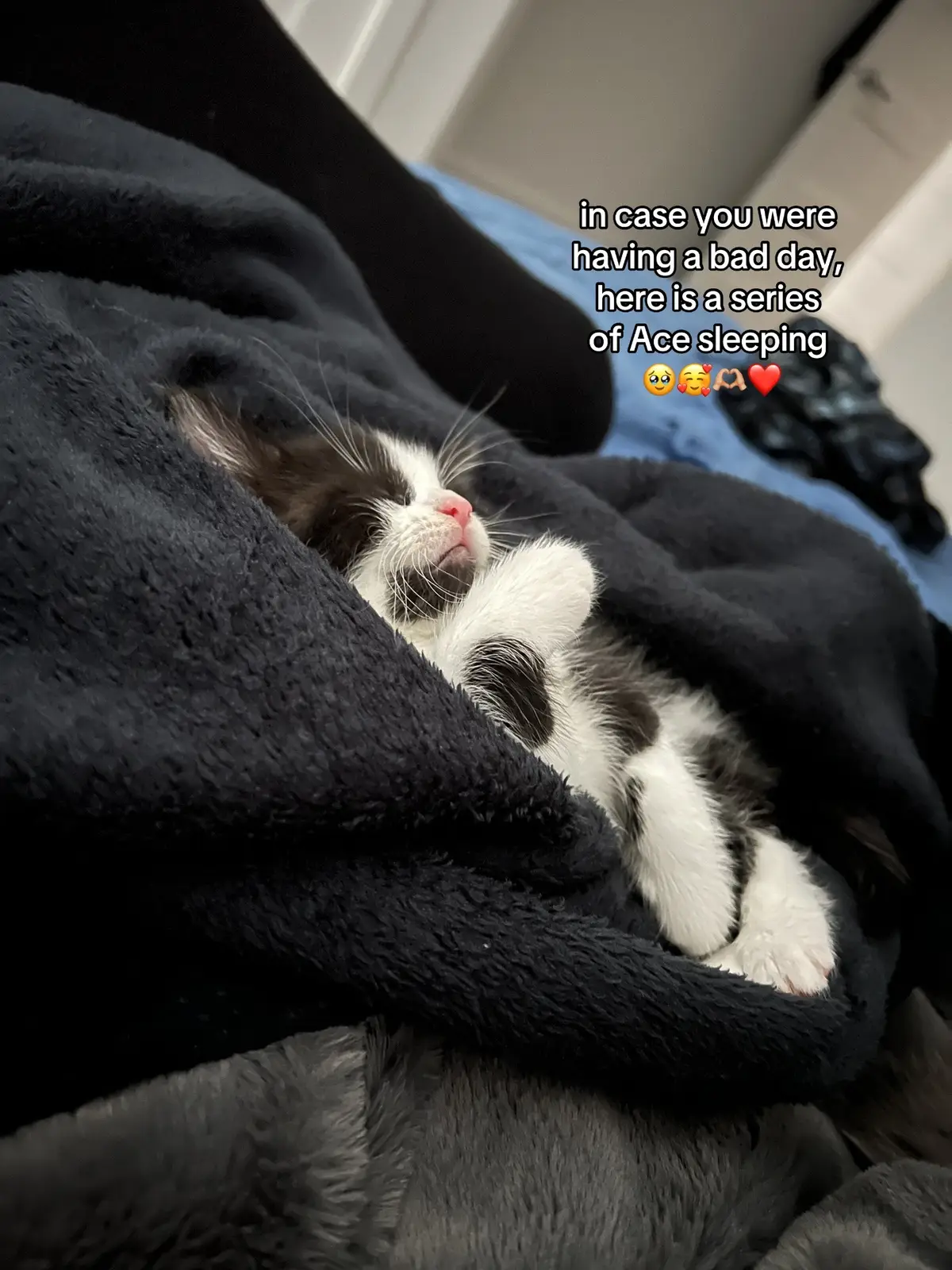 she is the cutest sleeper i cant!!🥹🥹🥹❤️❤️❤️ #aceandash #cattok #cats #fyp #foryou #PetsOfTikTok #cutecat #sleepingcat #cute 