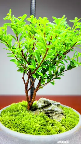 My Mossy Landscape: Tiny Green Beauty 🍃 #plantart #plantdesign #plantcrafts#foryoU#mossy#fVp