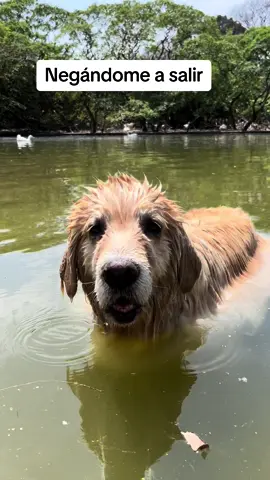 Una tarde en el parque… por eso no vamos a ese parque nunca #perr #perros #perro #perro #perrotiktok #perrostiktoker #perrostiktokers 