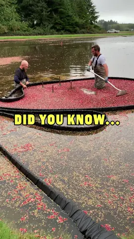 Hats off for National Co-op Month. #oceanspray 