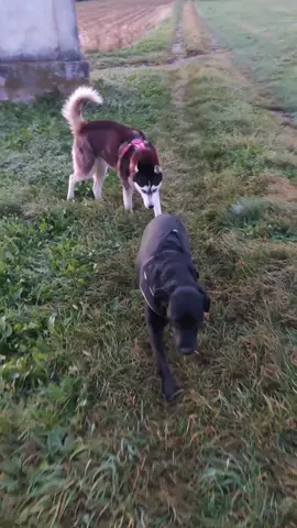 2 girls building a friendship 😁🥰 #dogs  #foryoupage  #dogsoftiktok 