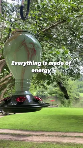 Everything is made of energy! #kingsyard #kingsyardbirdfeeders #hummingbird #hummus #wildlifephotography