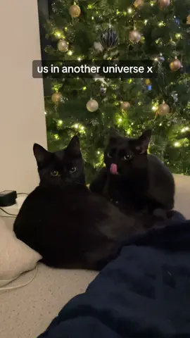 just two besties 🥹 #catsoftiktok #blackcats 