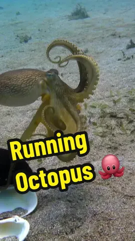 Have you ever seen an octopus run? #octopus #SpyInTheOcean #naturedocumentary #run 