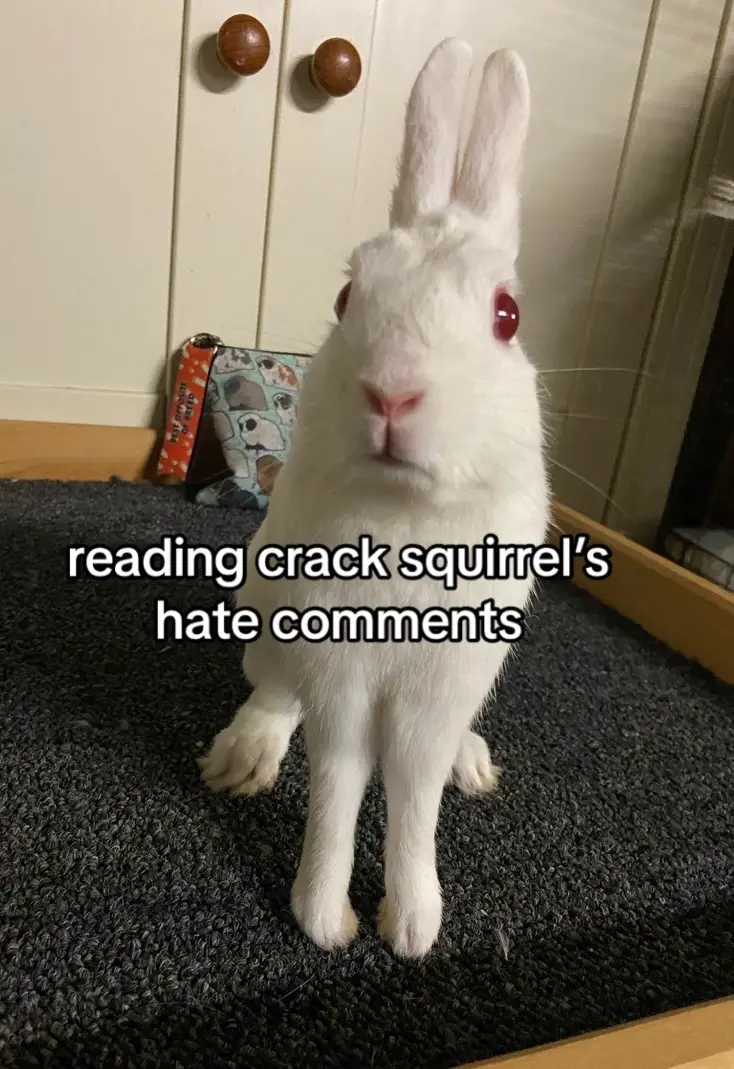 comment your best crack squirrel roasts here!